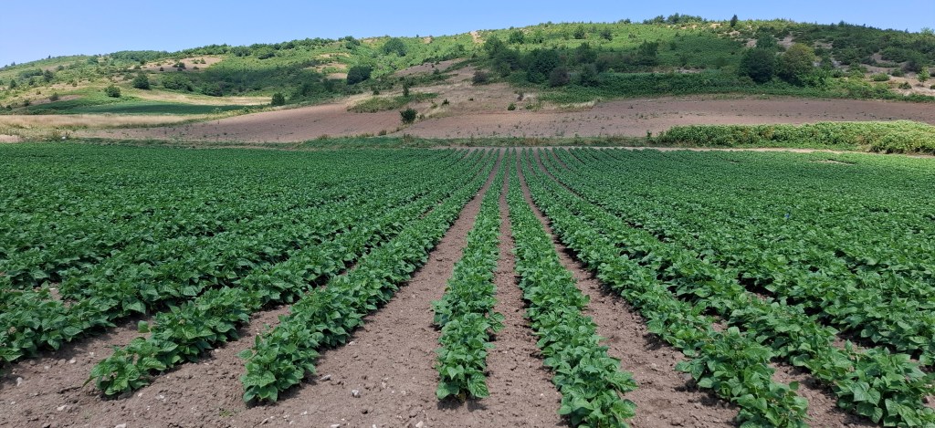Μεγάλα Λιβάδια, Μιχάλης Σίββας. Αύγουστος 2025