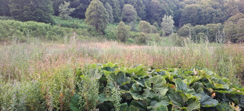 Μεγάλα Λιβάδια, Μιχάλης Σίββας. Αύγουστος 2025